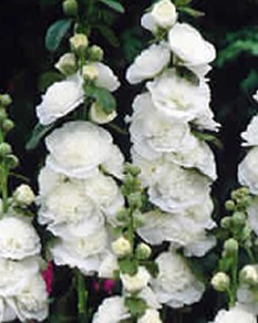 Alcea rosea 'white